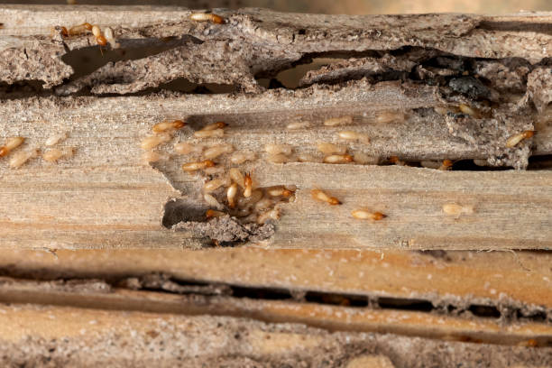 Best Termite Control Services  in Fayetteville, GA